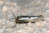 Parahyponomeuta egregiella
